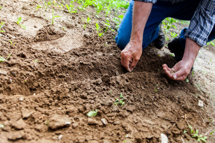 Secret Tips to Successfully Jumpstart Your Garden This Summer