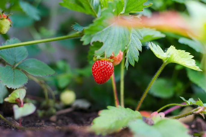 strawberry